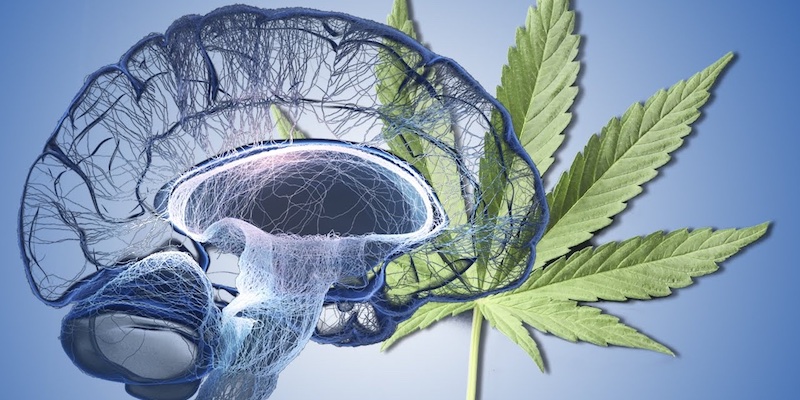 cannabis-in-epilepsy-treatings