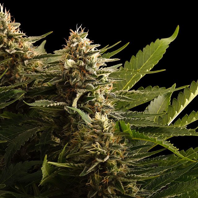planta de marihuana: Colombian Jack