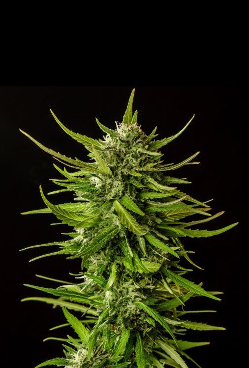 planta de marihuana: Dosidos