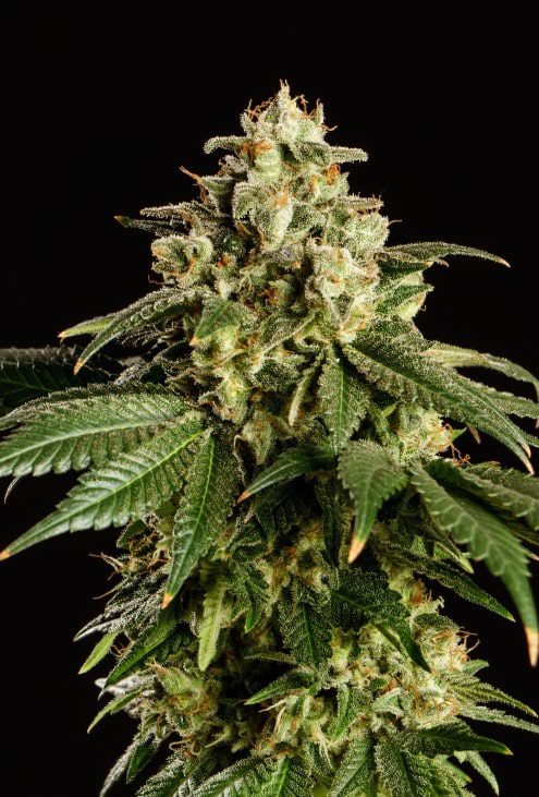 planta de marihuana: Dream Sherbet