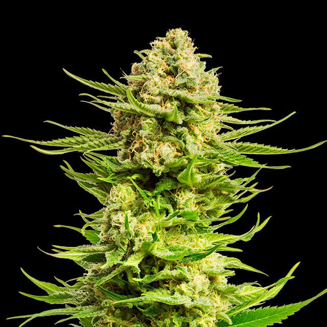 planta de marihuana: Indica Cream