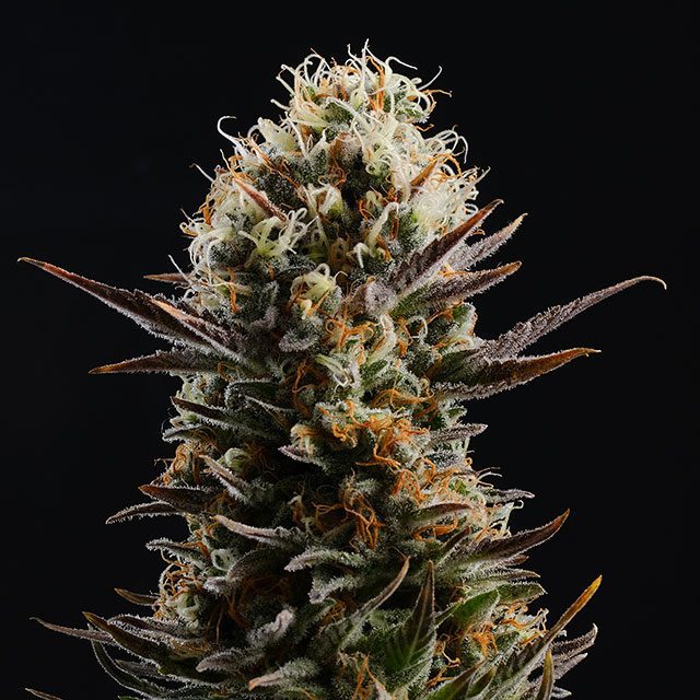 semilla de marihuana: Kaboom