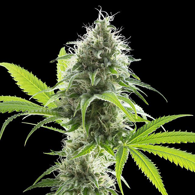 semilla de marihuana: Kama Kush CBD