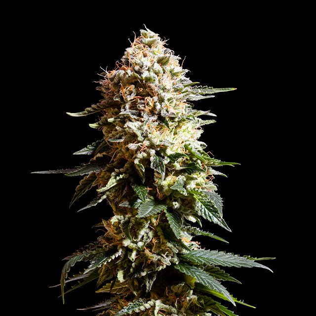 semilla de marihuana: La Blanca