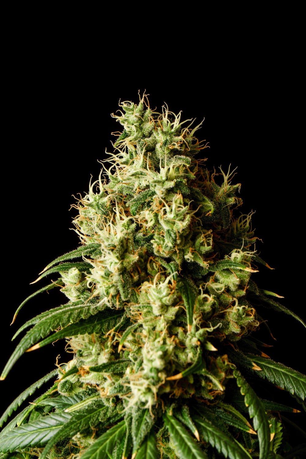 planta de marihuana: Mimosa Dream