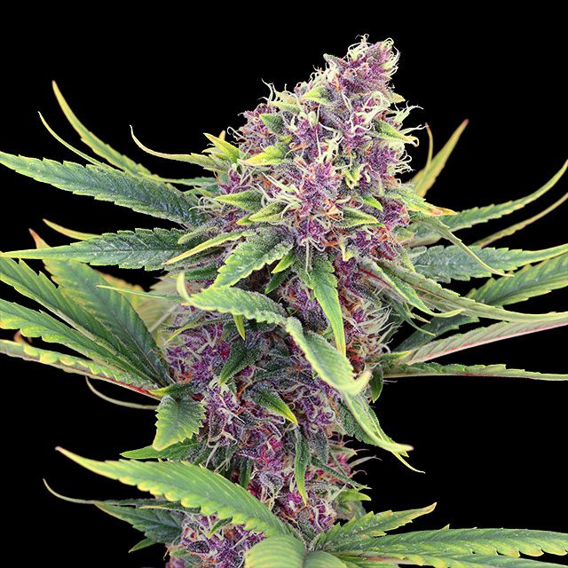 semilla de marihuana: Purple Kush