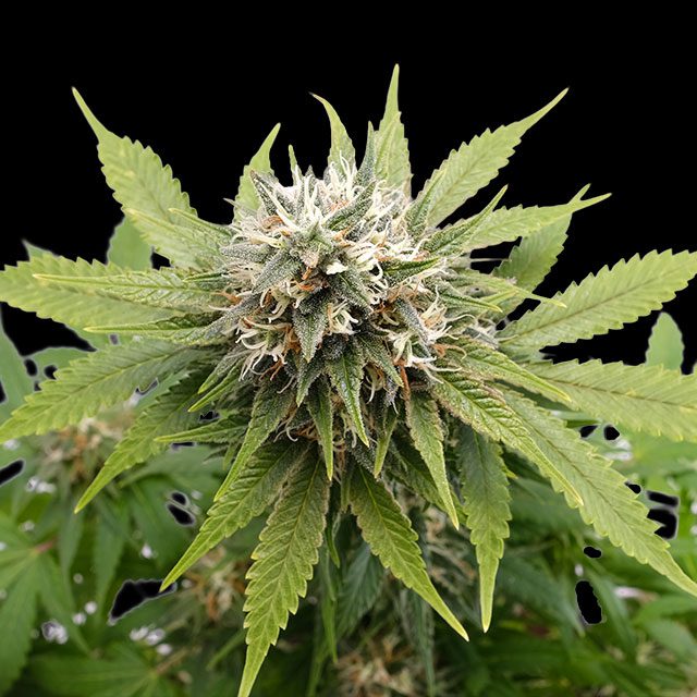 planta de marihuana: Silver Widow