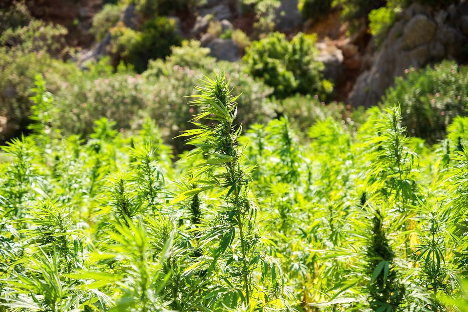 20.000 hectáreas para cultivar cannabis. El Ministerio de Sanidad concede seis licencias para el cultivo con fines terapéutico y de investigación