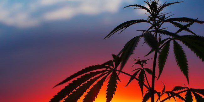 Anandamide: why does this natural cannabinoid make us so happy?