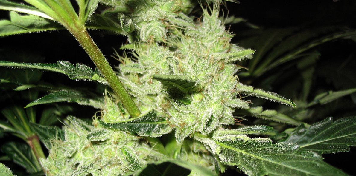 Anatomie der Cannabispflanzen