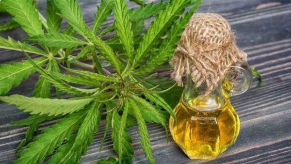 Argentina producirá aceite de cannabis para la epilepsia refractaria