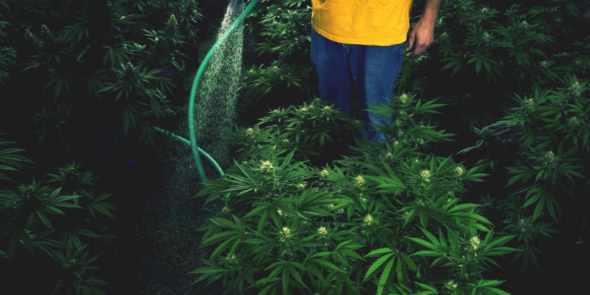 La importancia de la calidad del agua de riego en el cultivo de cannabis