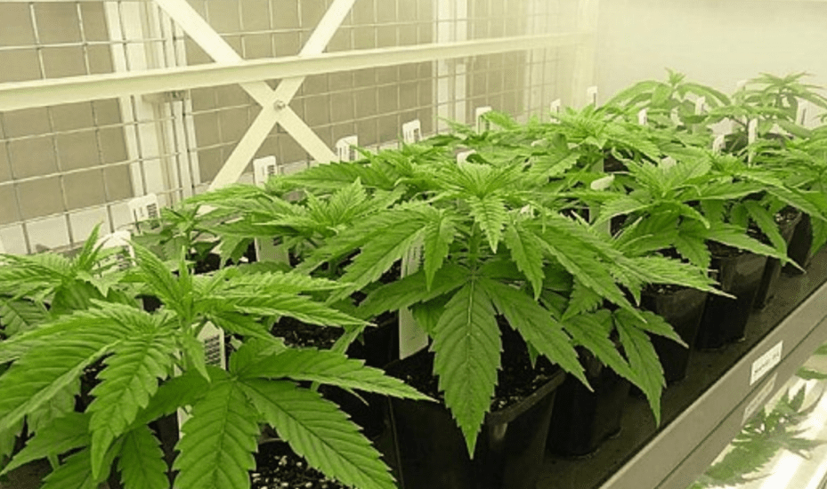 Australia now accepting applications for medical cannabis production