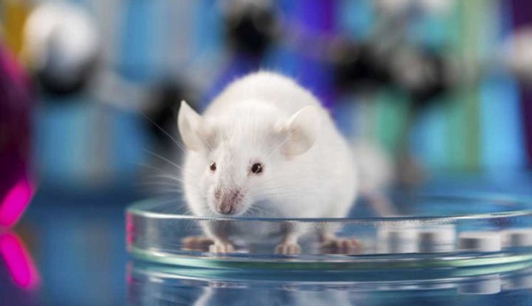Bajas dosis de THC restauran la función cognitiva en ratones viejos