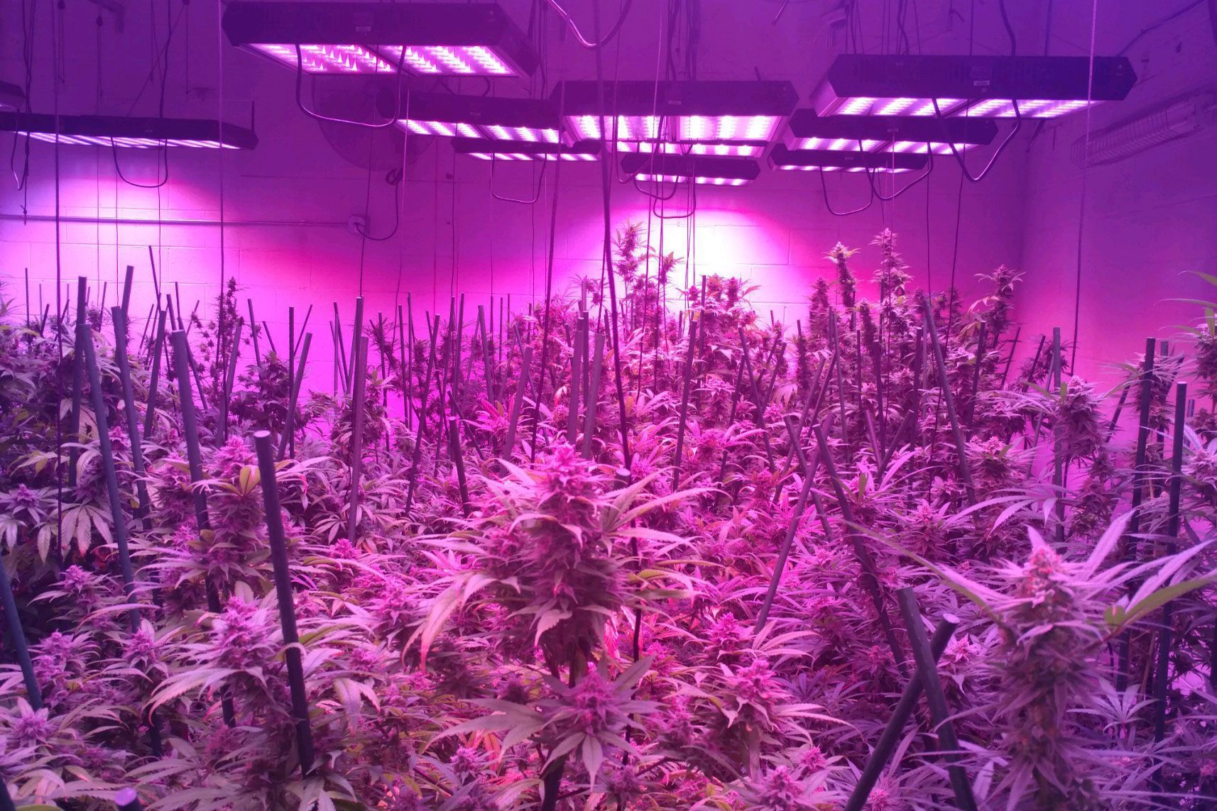 Better Than the Sun:  Growing With LEDs