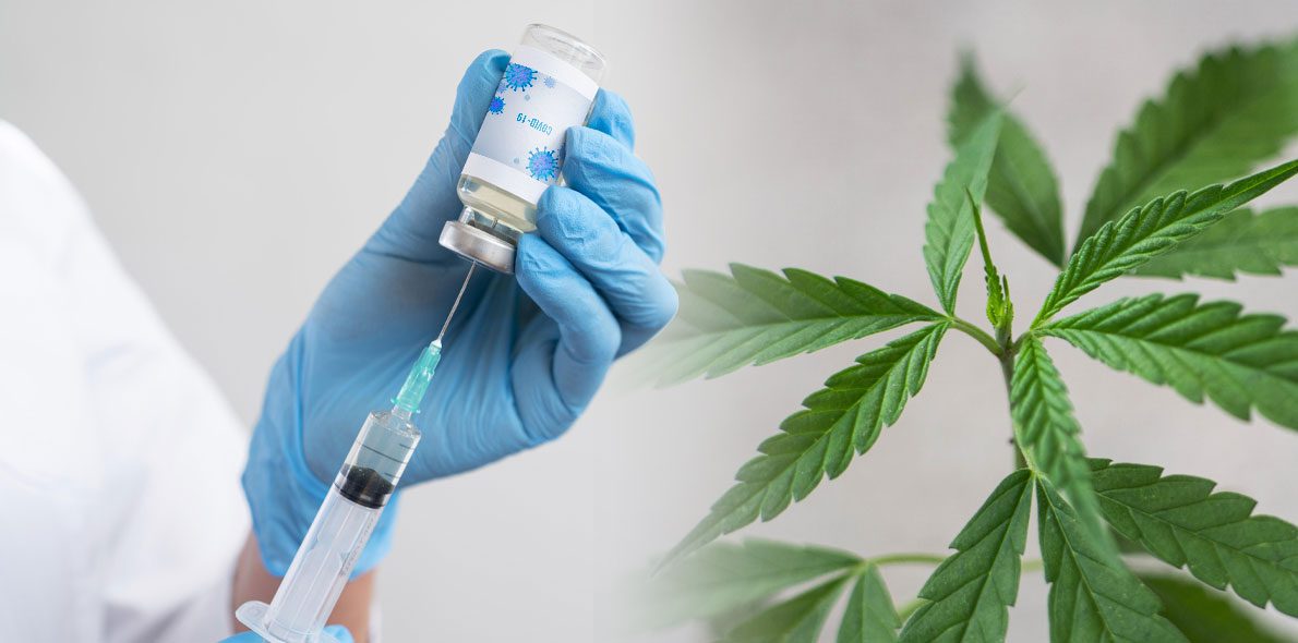 Cannabis for vaccines: Activist group give away cannabis for COVID-19 vaccine in the US