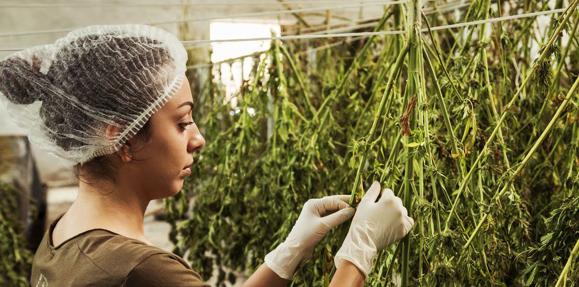 Cannabis industry creates more than 320,000 jobs only in the US