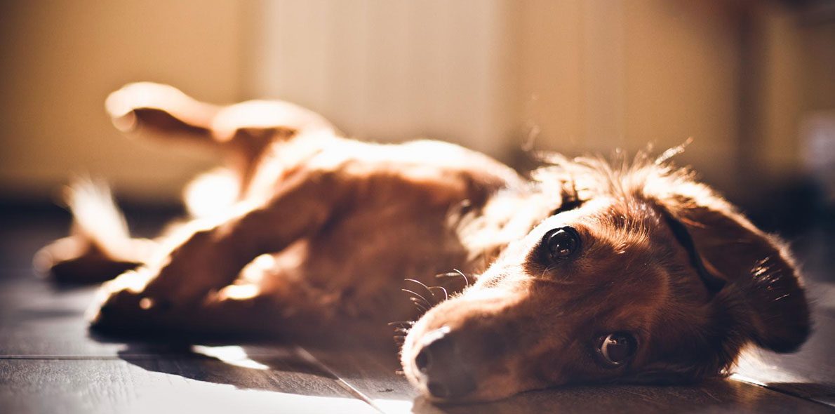 L&rsquo;huile de cannabis peut aider les chiens atteints d&rsquo;épilepsie réfractaire idiopathique