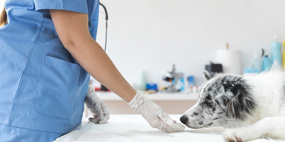 Tratamientos cannábicos en animales &#8211; Entrevista a la veterinaria Pilar Prados Linares