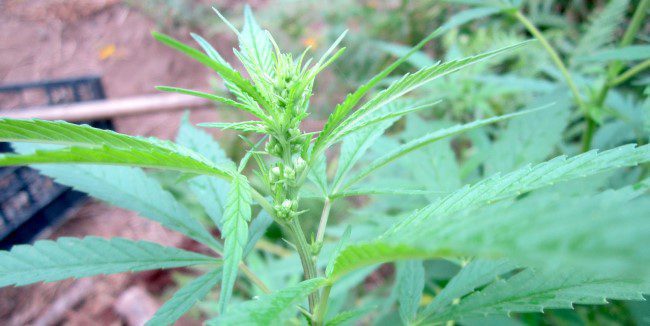 Characteristics and uses of male marijuana plants