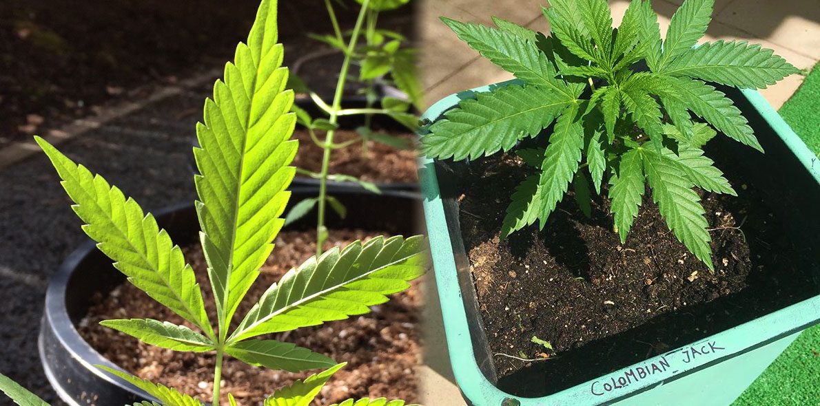 How to transplant cannabis in the most appropriate way