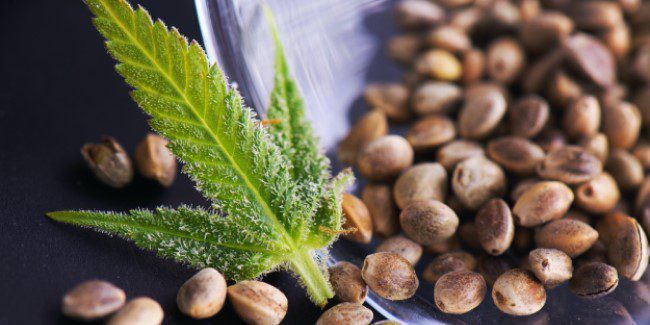 How to store marijuana seeds