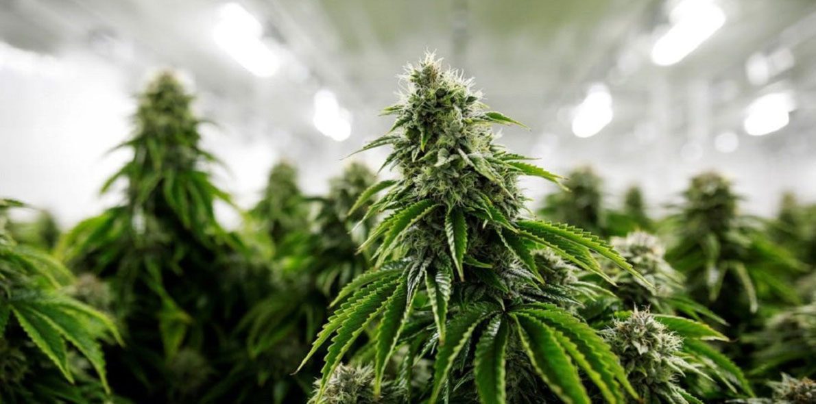 Un tribunal confirme qu’il est légal d’avoir des plantes de cannabis médicinal