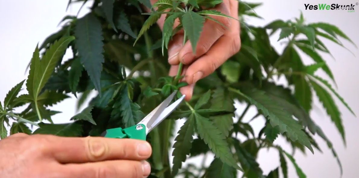 Das Beschneiden beim Cannabis-Anbau