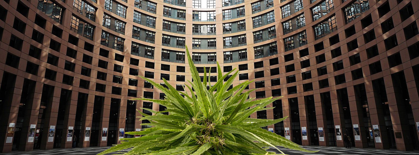The European Parliament calls for a legal definition of medicinal cannabis