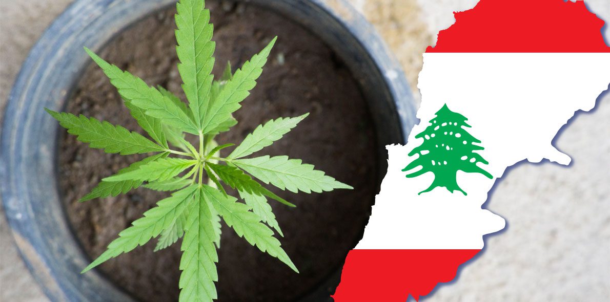 Le Liban, la première nation arabe à légaliser le cannabis