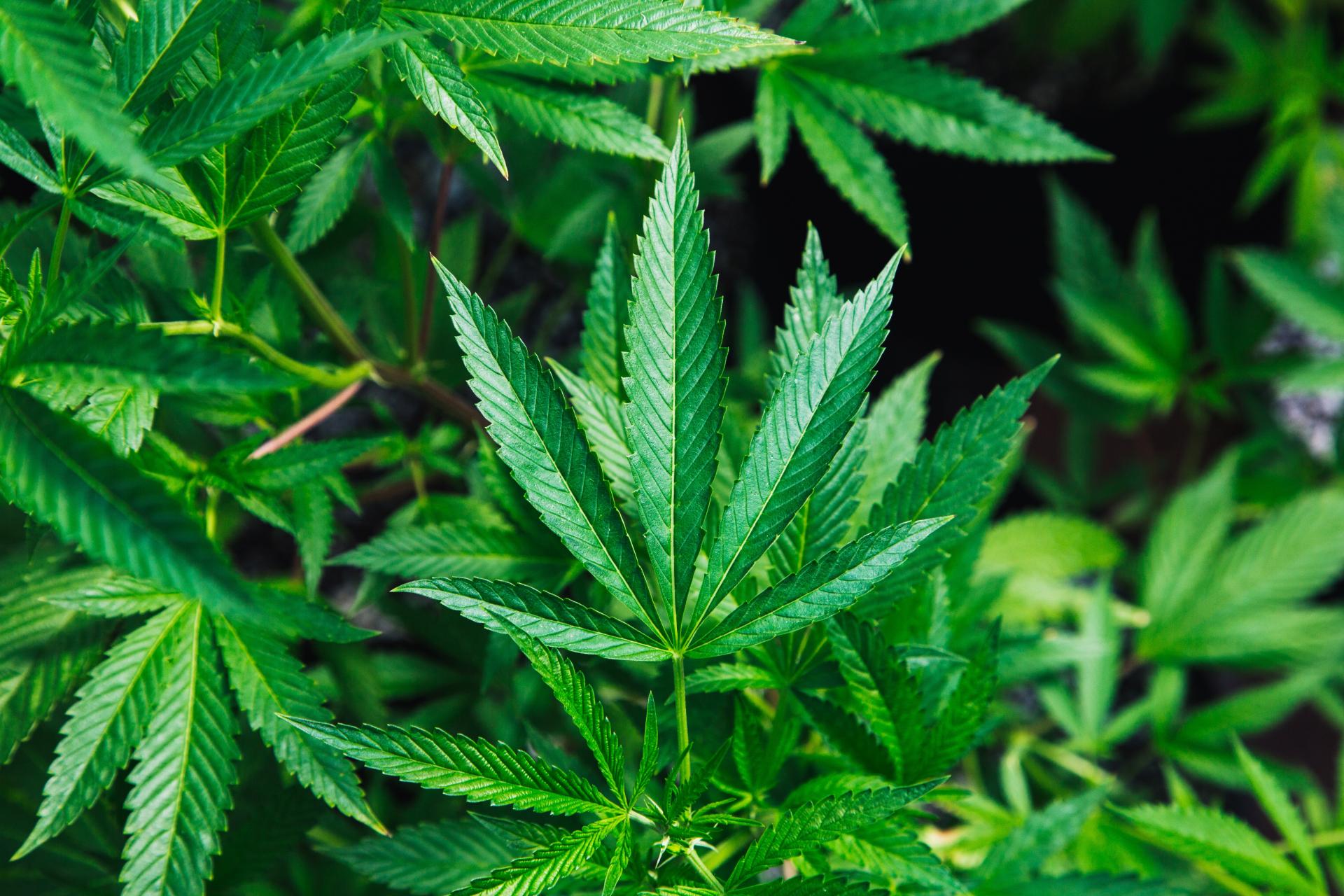 Sais-tu que tes plantes de marijuana peuvent souffrir de stress ?
