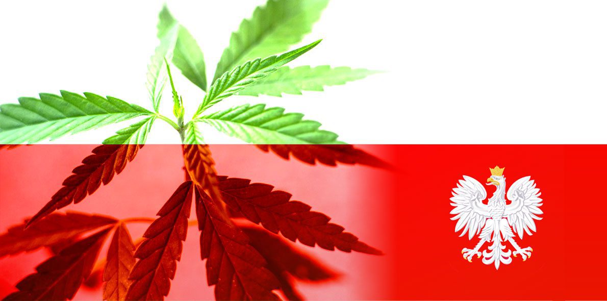 La industria del cannabis en Polonia
