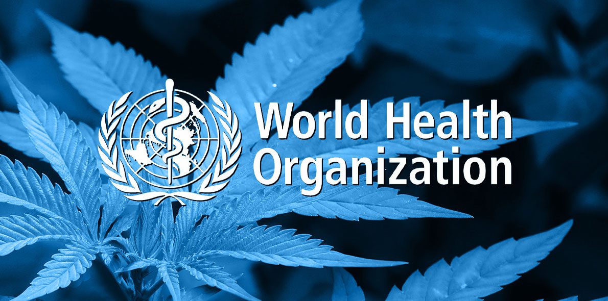 WHO recommends removing cannabis from the dangerous narcotic drug list