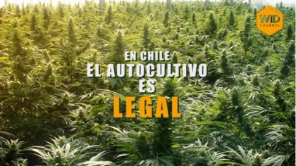 En Chile, el autocultivo de cannabis es legal