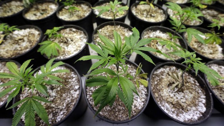 ¿En qué afecta la “Ley Mordaza” a la plantación de cannabis para uso personal?