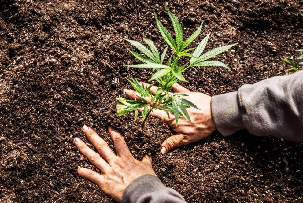 How to prepare marijuana cuttings