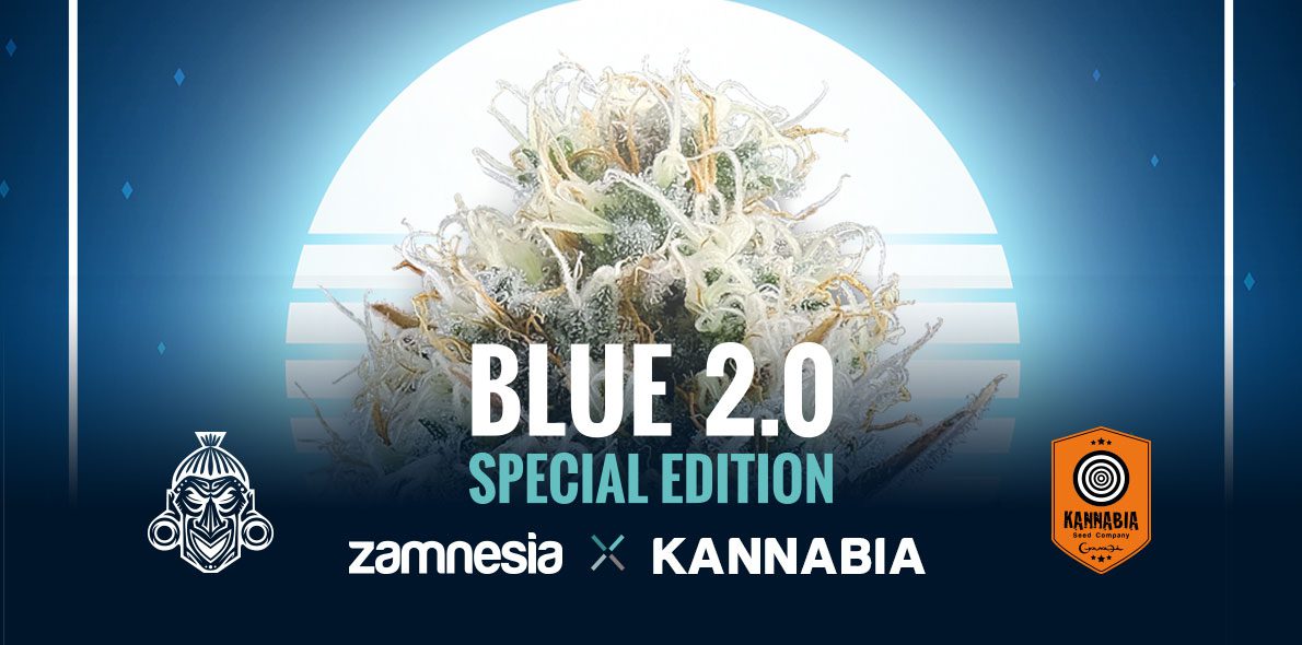 Kannabia and Zamnesia come together to create a new prodigious genetics: Blue 2.0 is born