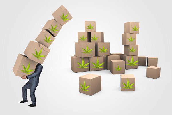 La cannabis: un contributo per incrementare posti di lavoro