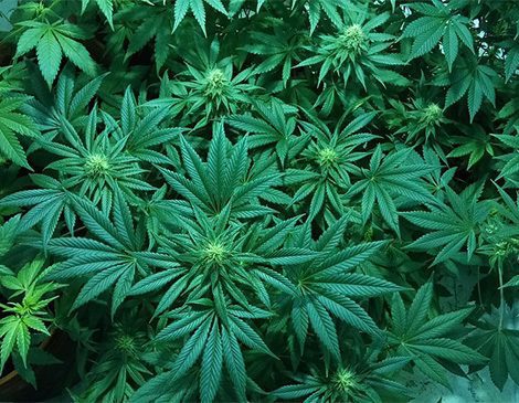 Alicante city council will regulate Cannabis Clubs