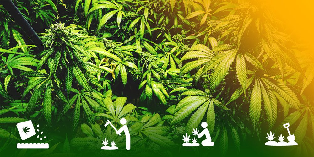 Los 5 errores más comunes en el cultivo de semillas de marihuana