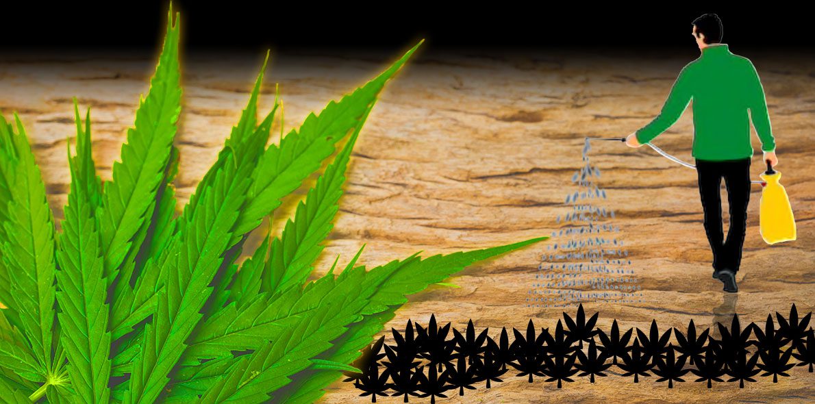 Les pathologies du cannabis