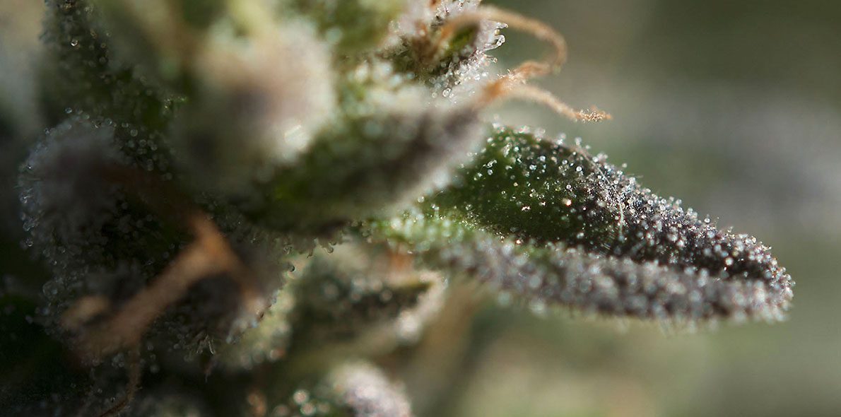 The trichomes in cannabis plants