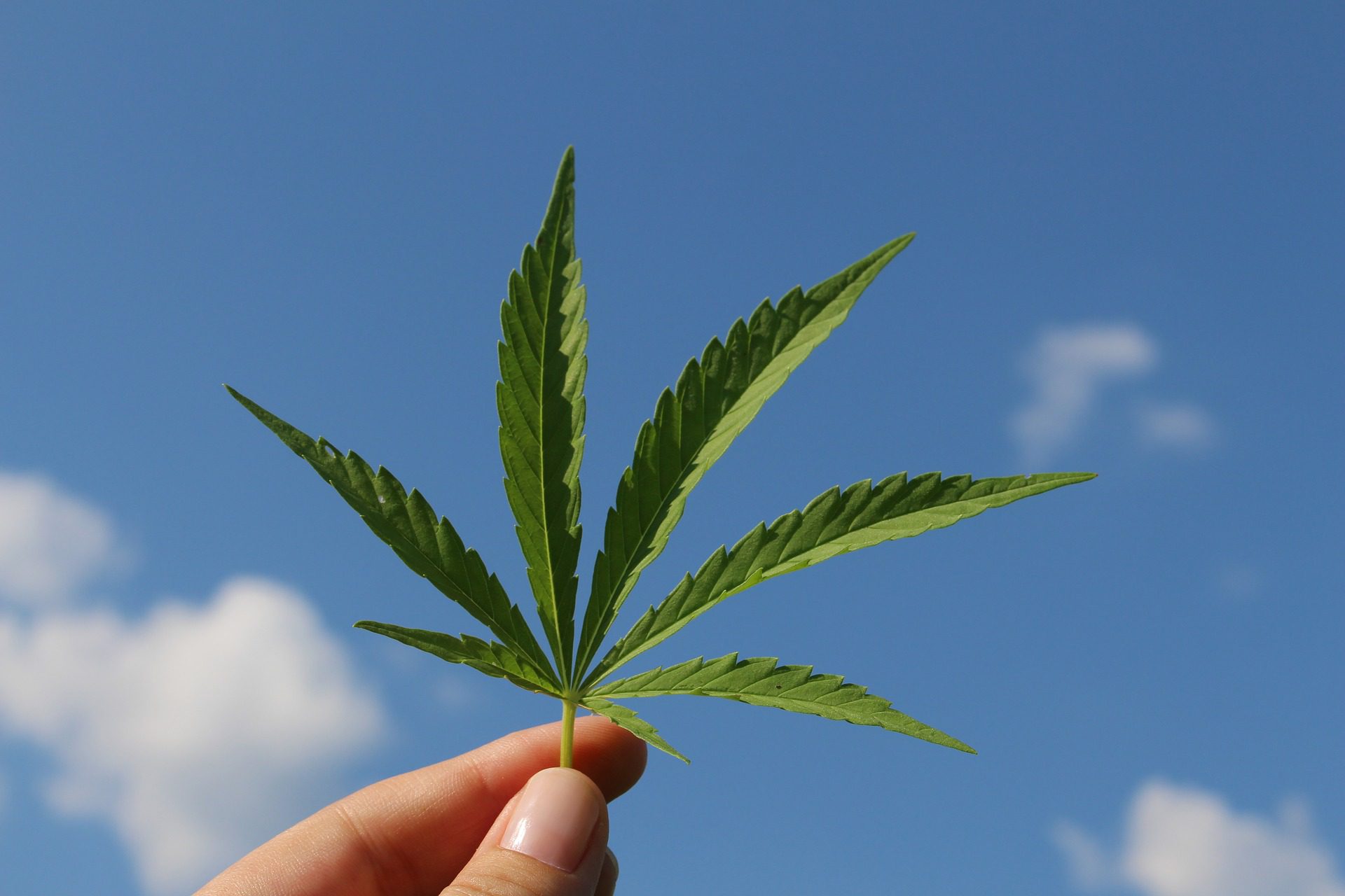 La OMS recomienda a la ONU reclasificar el cannabis en la lista de sustancias prohibidas