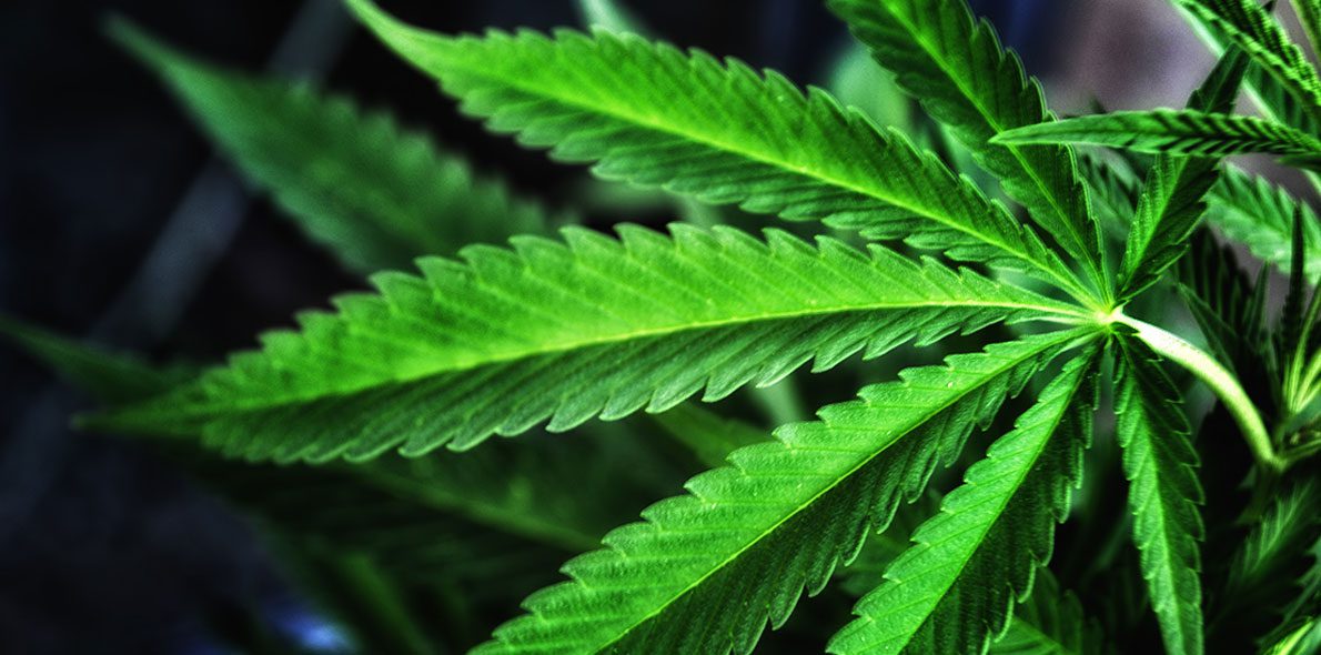 Macro y micronutrientes en el cultivo de cannabis