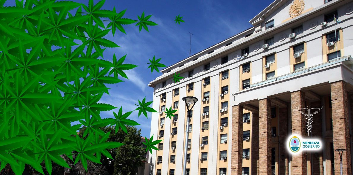 Mendoza sur le point d’entrer sur le marché du cannabis