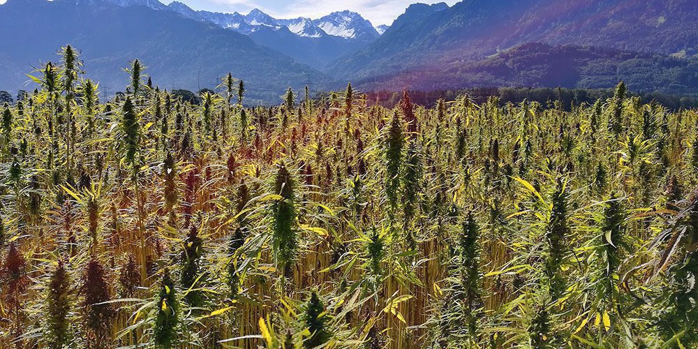 Industrial hemp finally legal at federal level in the US