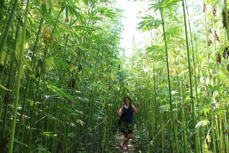 A Perfect Holiday in Czech Cannabis Paradise: Jamaican-style Hemp Farm with Maze and Much More