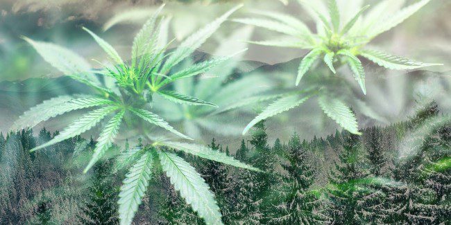 Conseils pour la culture de graines de cannabis en hiver
