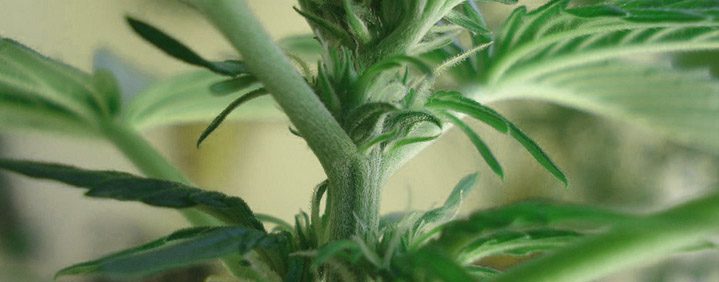¿Qué es una planta hermafrodita? ¿Cuándo cortarla?