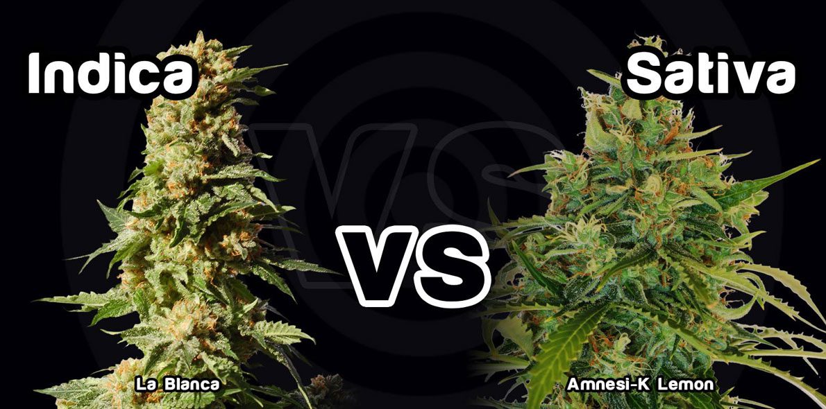 What are the differences between Cannabis Indica and Sativa?